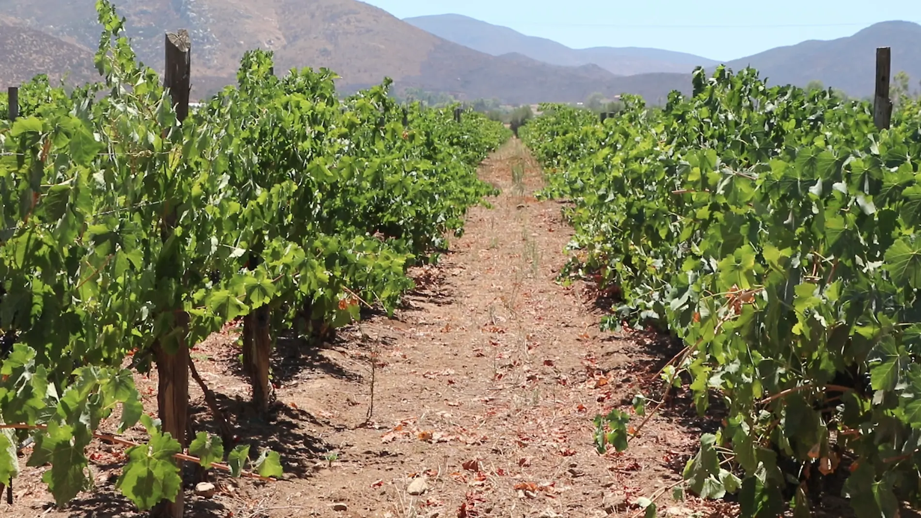 Valle-De-Guadalupe